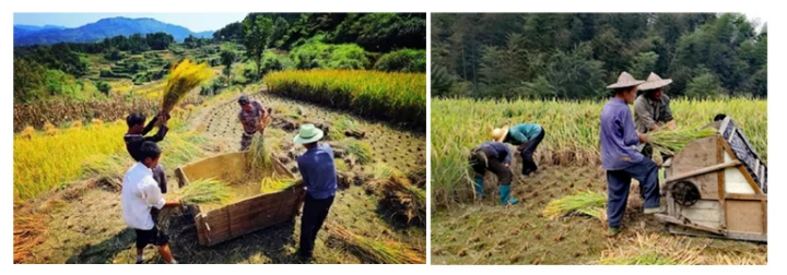 Family Use Agricultural Machin - Agriculture Farming Rice 评论和价格