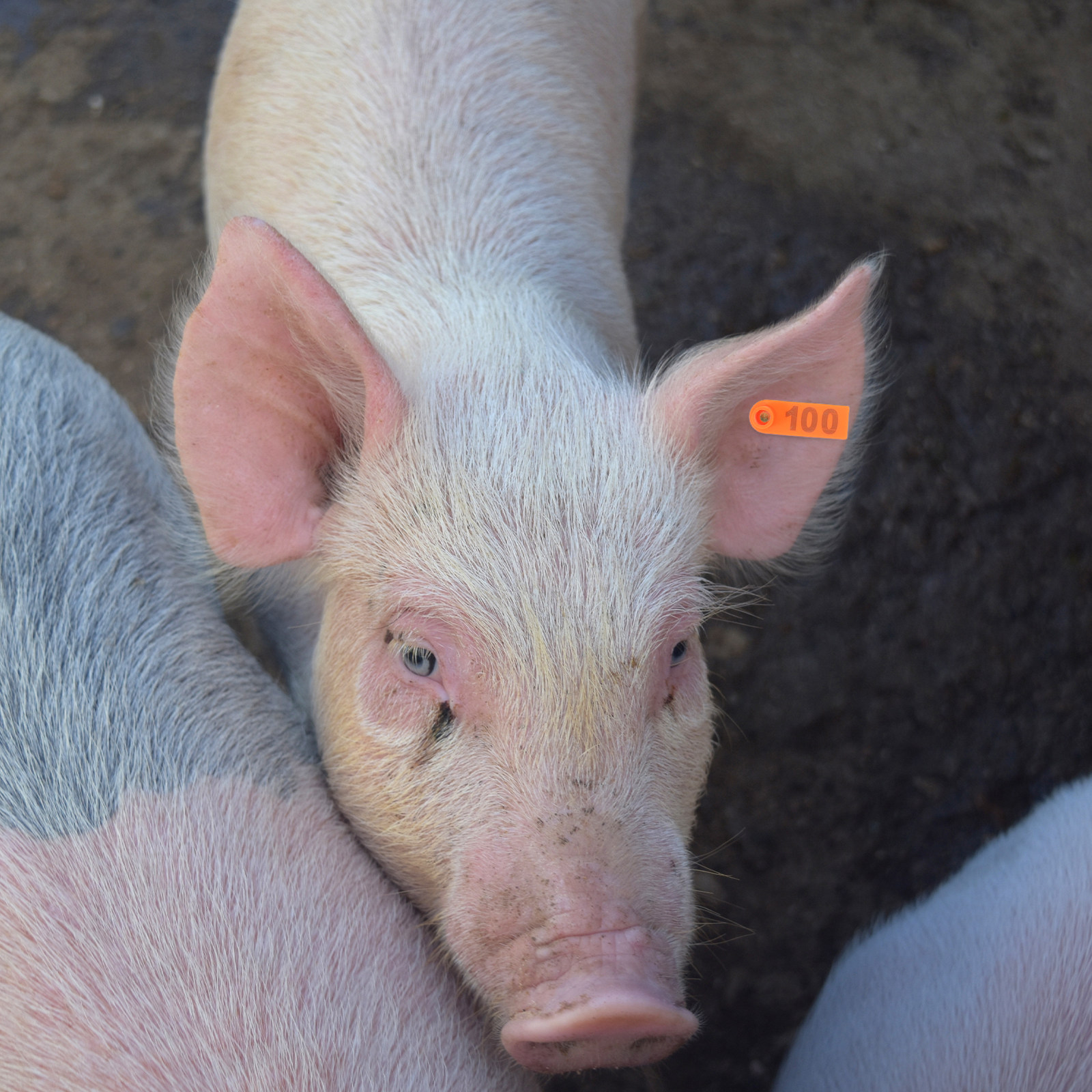 100Pcs Blank Cattle Ear Tags H - Livestock Ear Tag 评论和价格