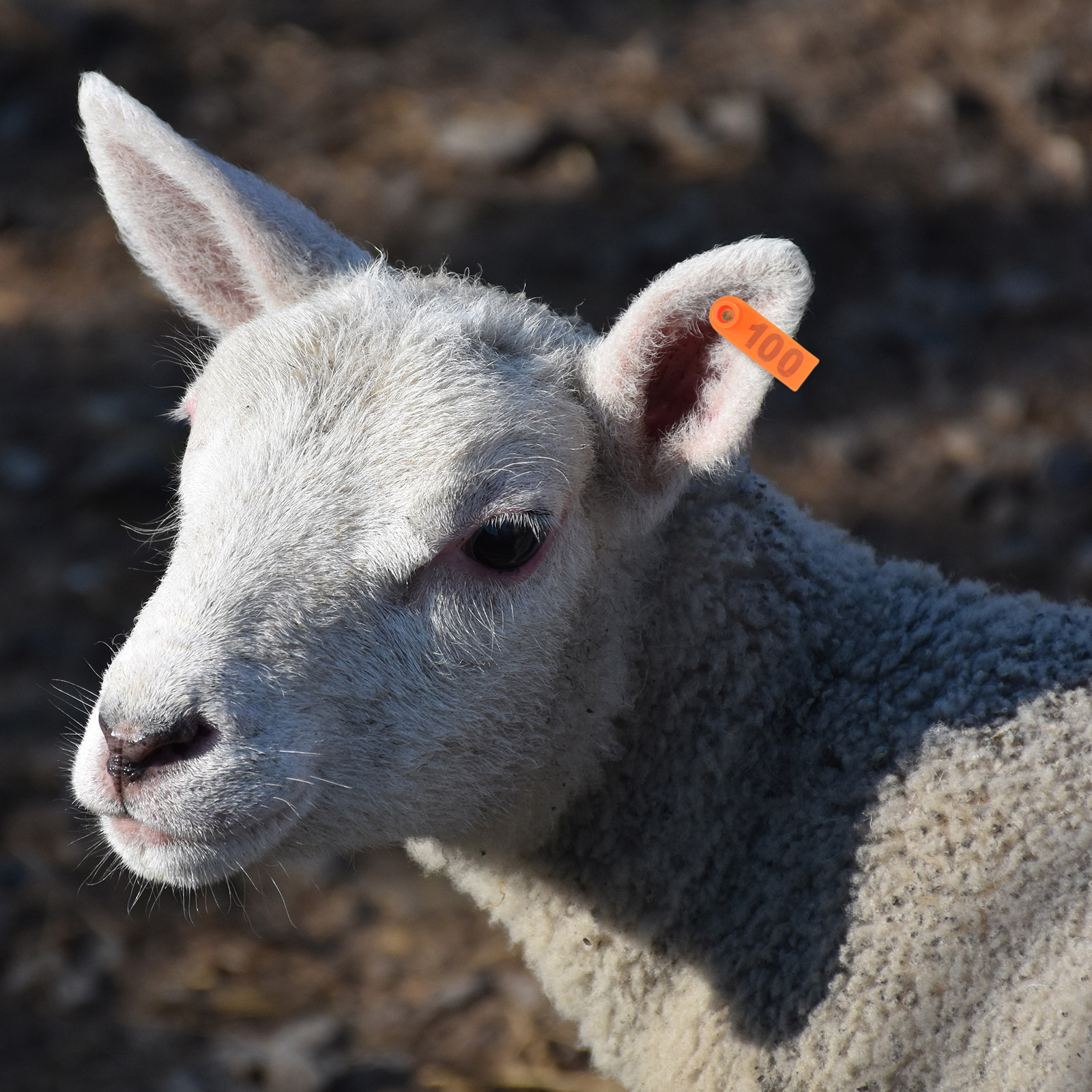 100Pcs Blank Cattle Ear Tags H - Livestock Ear Tag 评论和价格