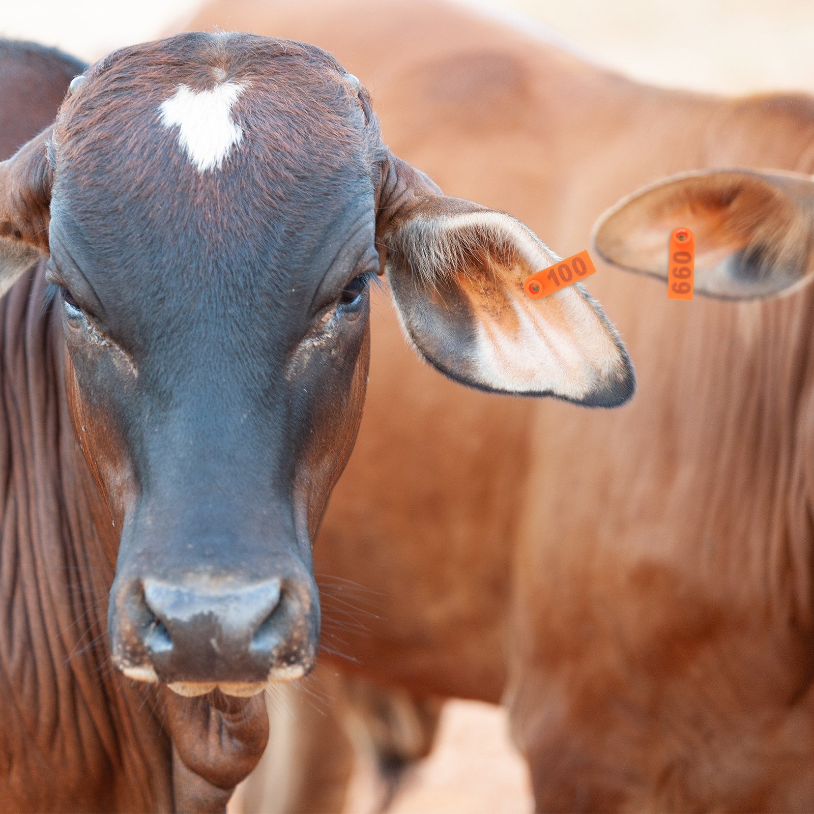 100Pcs Blank Cattle Ear Tags H - Livestock Ear Tag 评论和价格